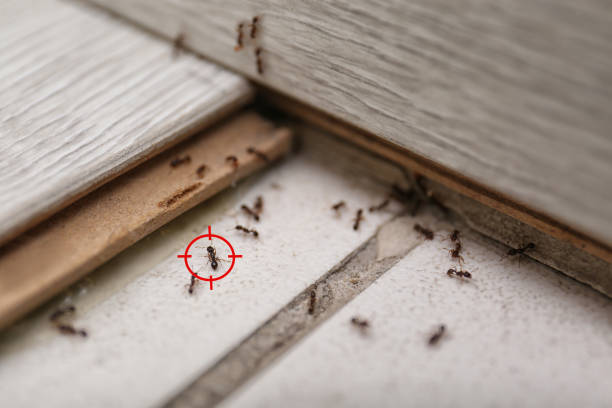 Best Mosquito Control Services  in Dunbar, WV