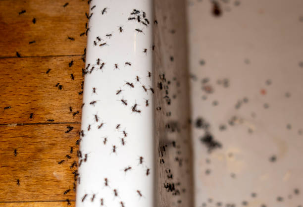 Best Best Pest Control Companies  in Dunbar, WV